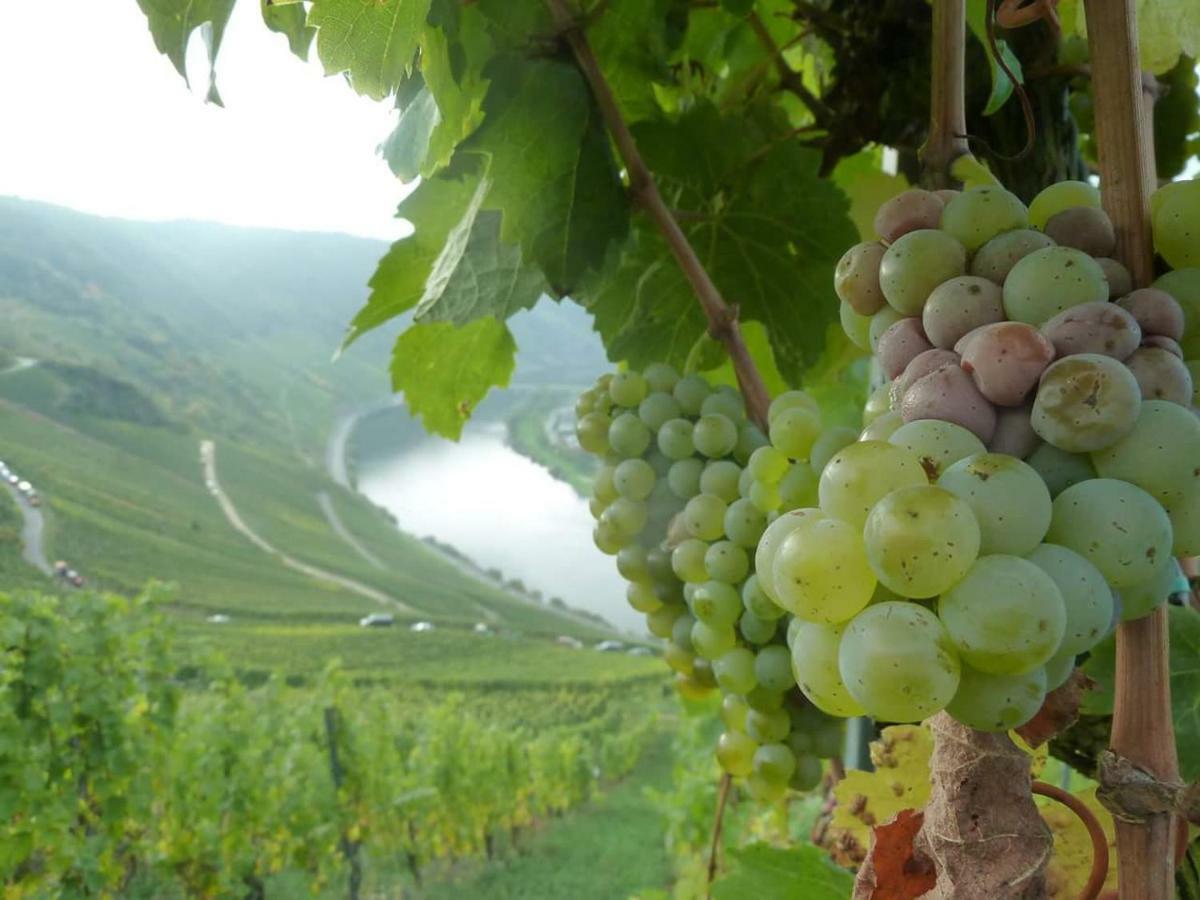 Der Weinladen Lägenhet Kröv Exteriör bild